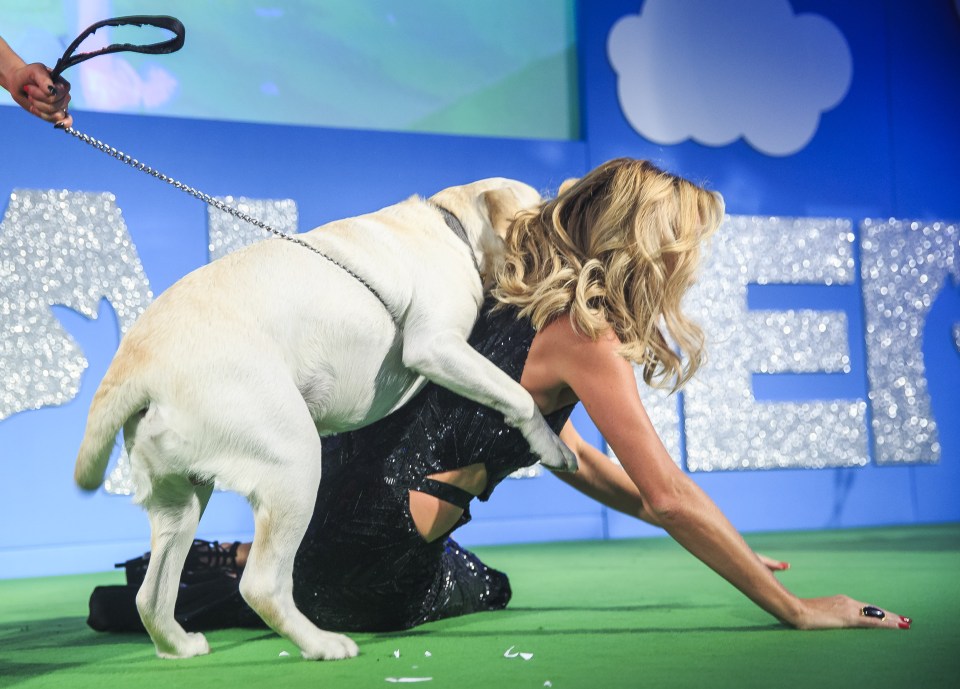Paws for thought ... Baxter the Labrador got Amanda Holden on her back at the Animal Hero Awards