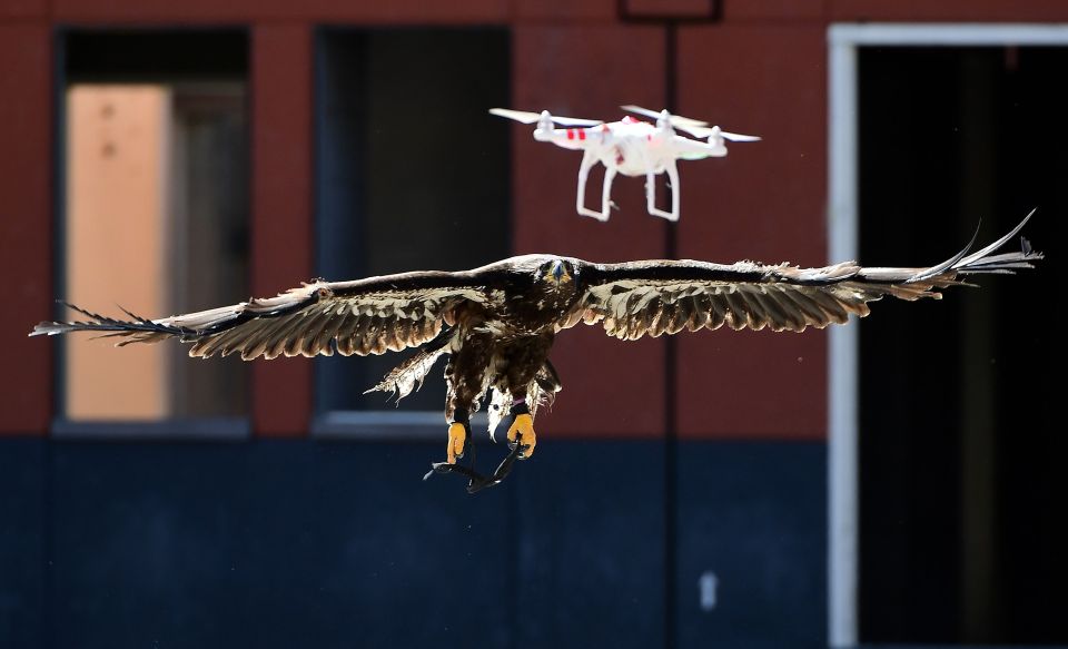 A trained young bold eagle attempts to c