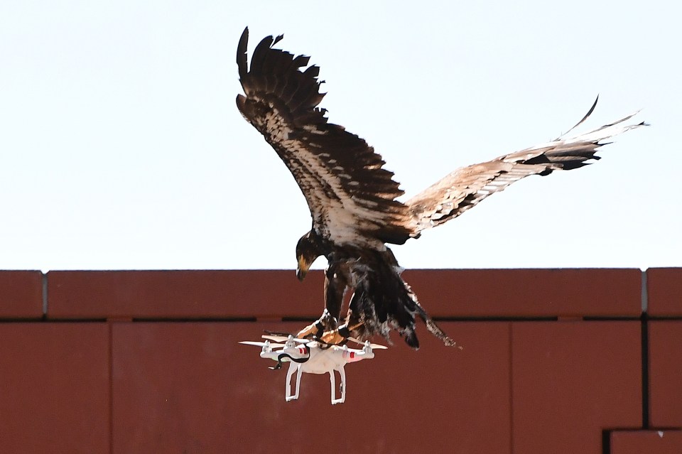 A young eagle trained to catch drones di