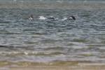 Nessie