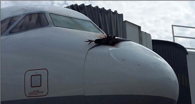 The bird with a 9 foot wingspan left a huge dent in the front of the Lufthansa jet