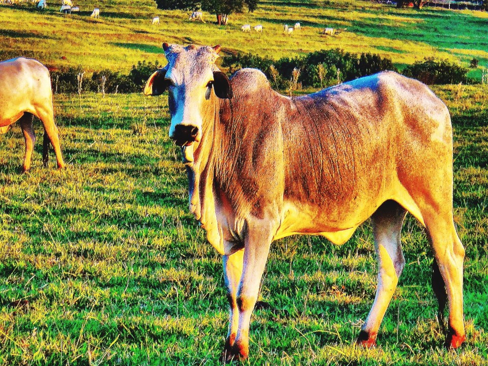 Weve also spent £15million fighting climate change... by combating excessive farting of Colombian cows