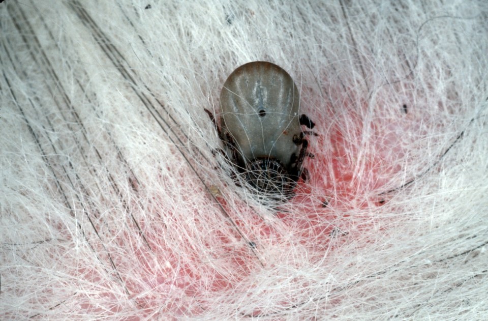 Infected ticks aren't native to the UK, but can be transported into the country by migrating birds 