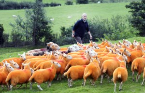 Frustrated farmer sprays his entire flock of sheep orange to stop thieves stealing them