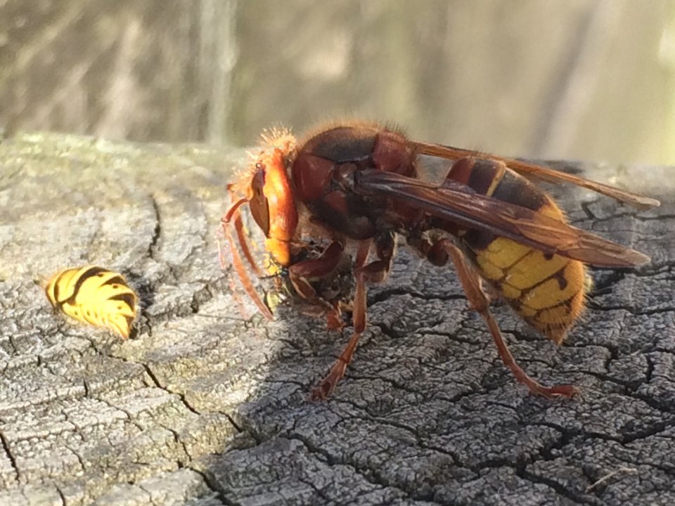 Pub snack: A punter took pictures of the hornet's grisly meal outside a Bristol pub