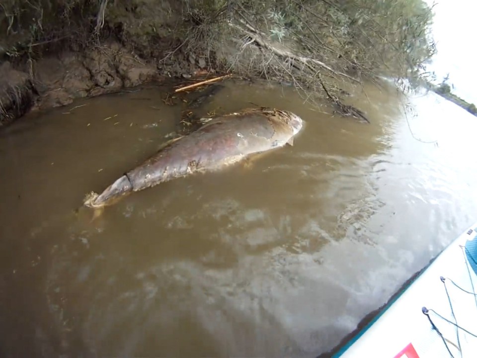Giant tuna 