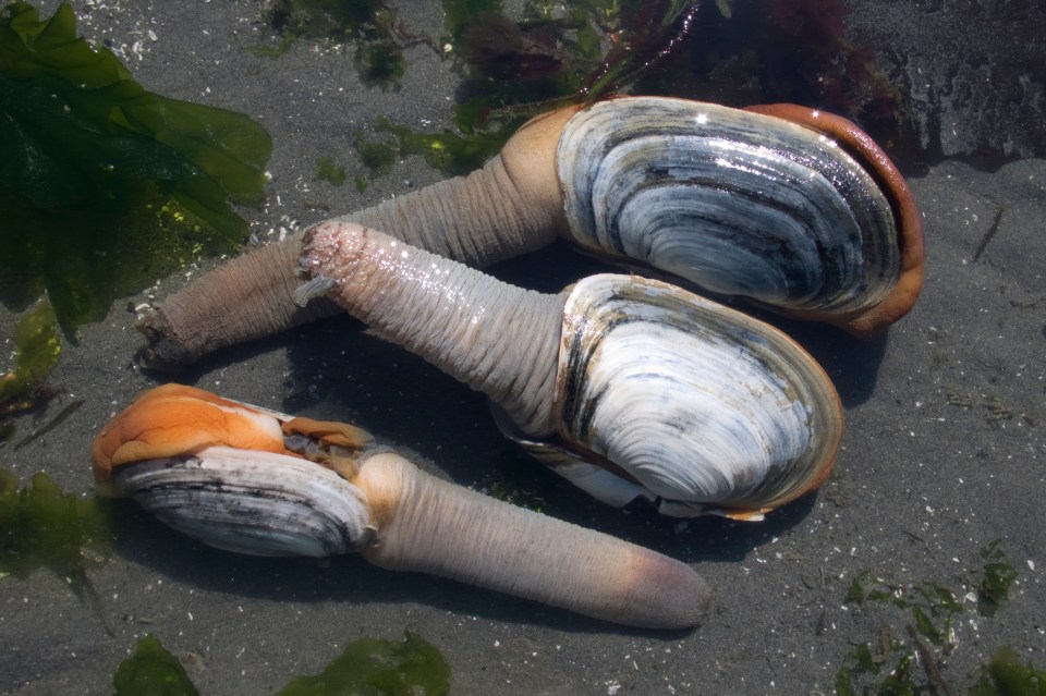 The geoduck is regularly described a phallic by chefs in Canada