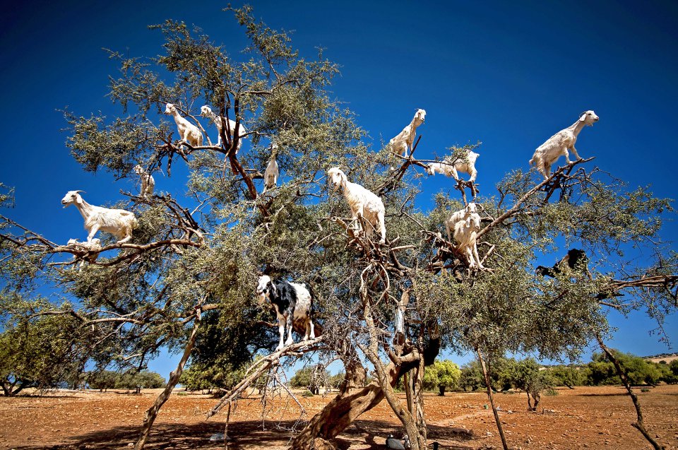 A small heard of goats took to the trees in Morocco and were caught on camera by an amateur photographer