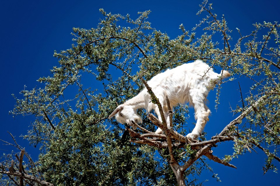 It looks like a bit of a baa-lancing act, but the goats hooves are perfectly adapted to climbing the trees