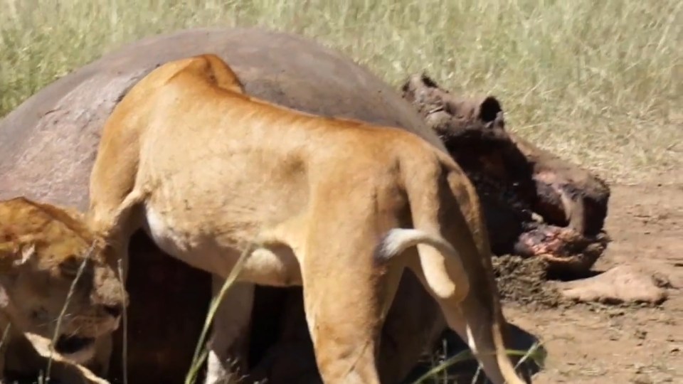 The hungry beast horrified the onlooking family on safari