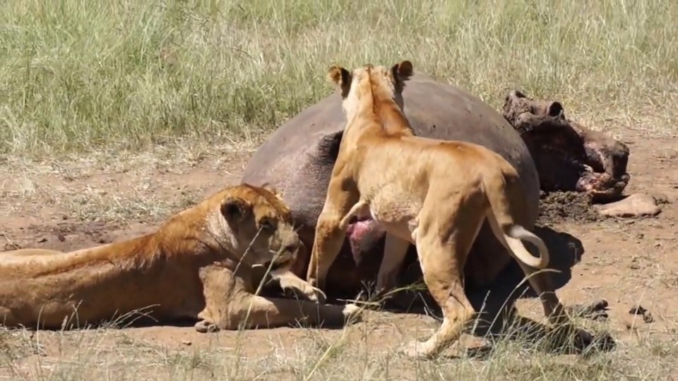 The lion didn't seem able to get much meat from its endeavours inside the hippo