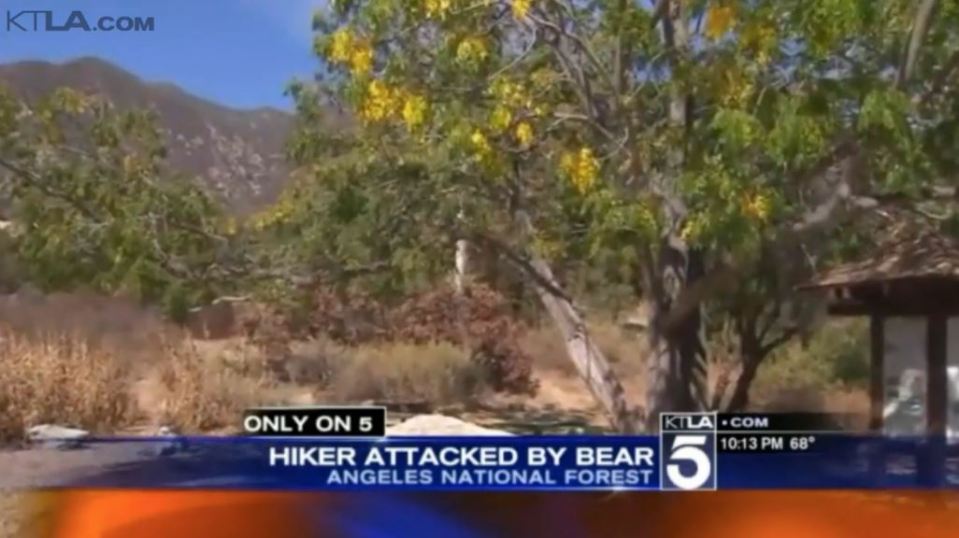 bear-attack-ktla-2