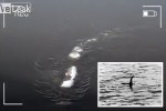 composite nessy