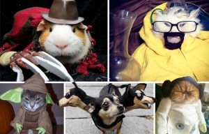 Owners dress up their pets in spooky costumes just in time for Halloween