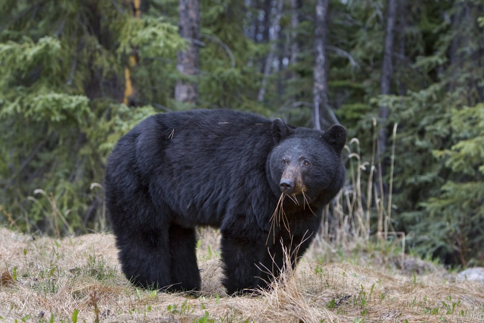 bear