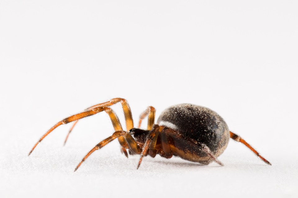 Common false widow, aka rabbit hutch spider (Steatoda bipunctata), adult female photographed against a white background