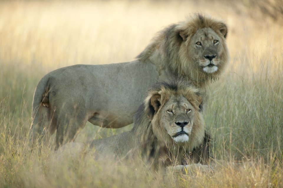 CECIL