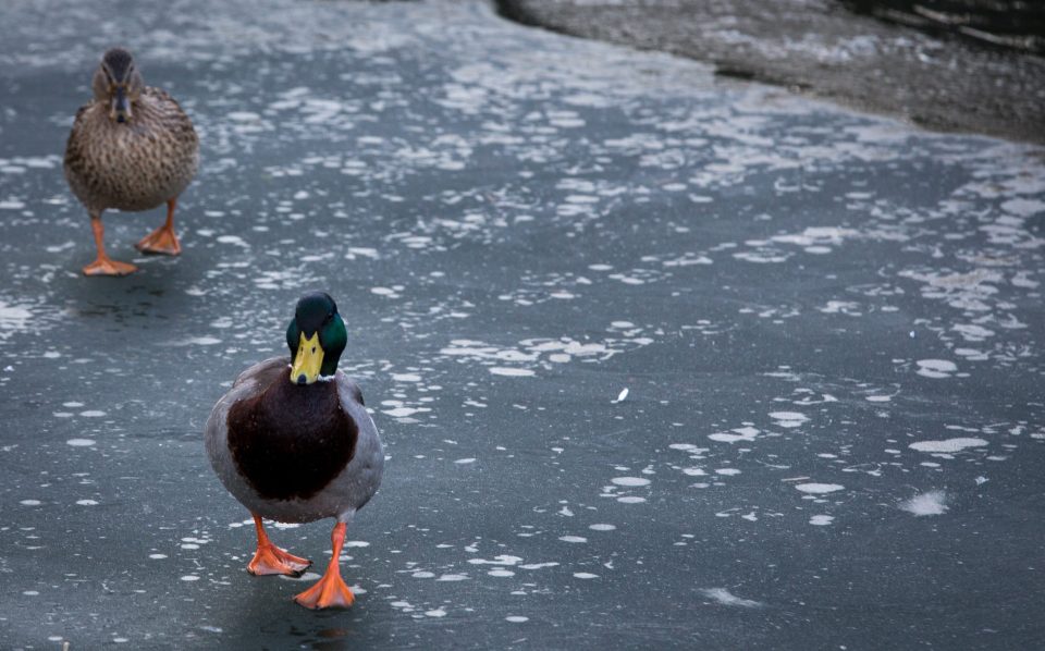 Ducks braved the weather, walking on a layer of ice at the Kennet and Avon canal at Bathampton in January