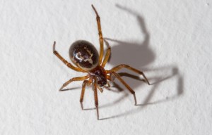 Sex-crazed false widow spiders on the prowl and set to raid UK homes this autumn