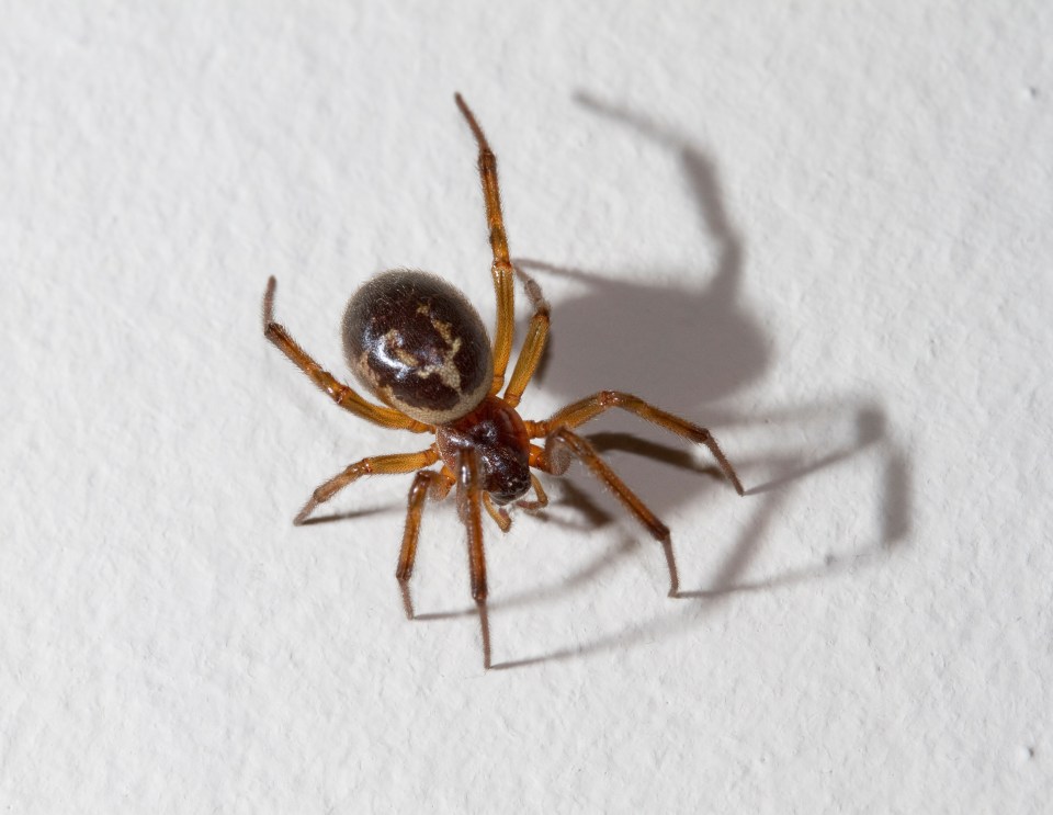 FALSE WIDOW SPIDER (Steatoda nobilis) in home, West Sussex, UK.