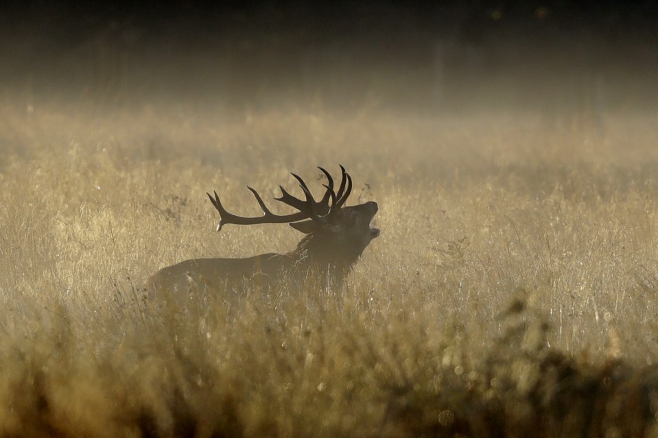 A stag roars during the rutting season, when they breed, in an inversion fog in Richmond Park, south west London, Tuesday, October 4, 2016