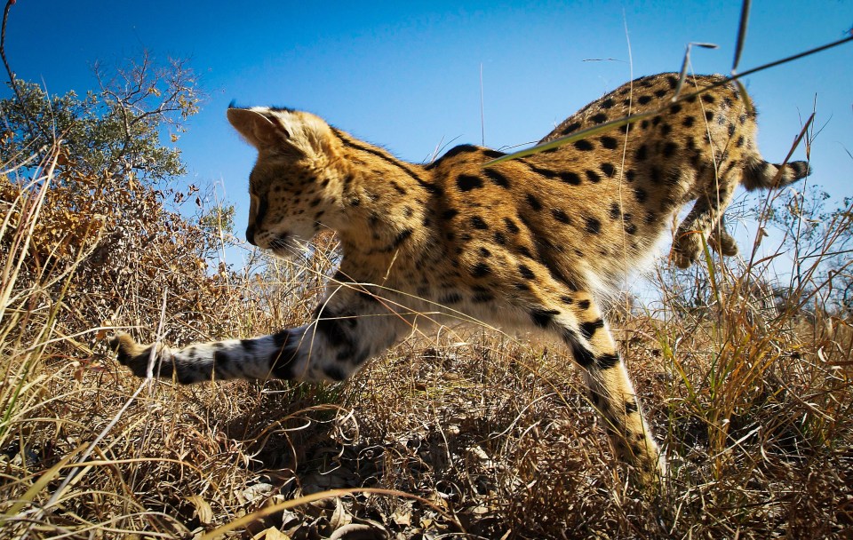 Close up image of a lynx