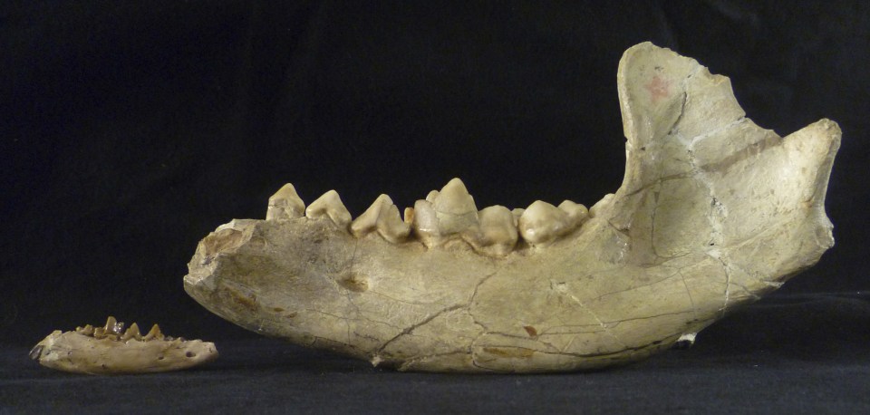 The new finds are only about the size of Chihuahuas and used to roam what is now Texas, but other creatures of the same family were far larger  