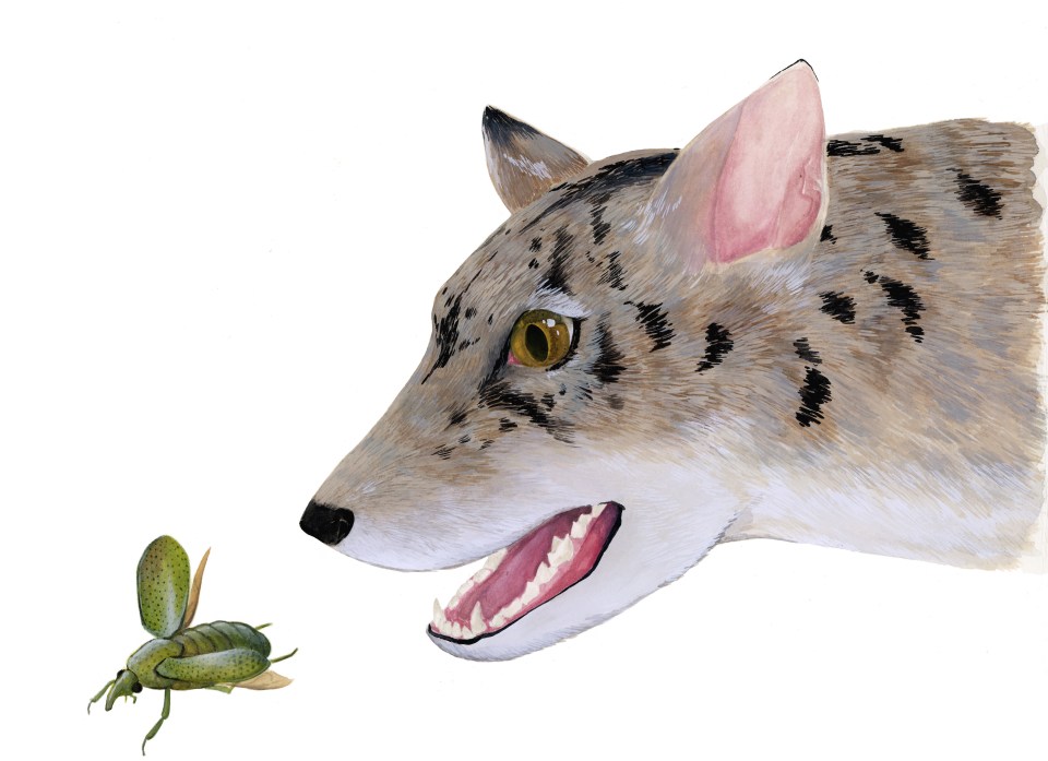 Scientists the the states have discovered two new types of beardog which they hope could reveal more about the evolution of carnivorous mammals 