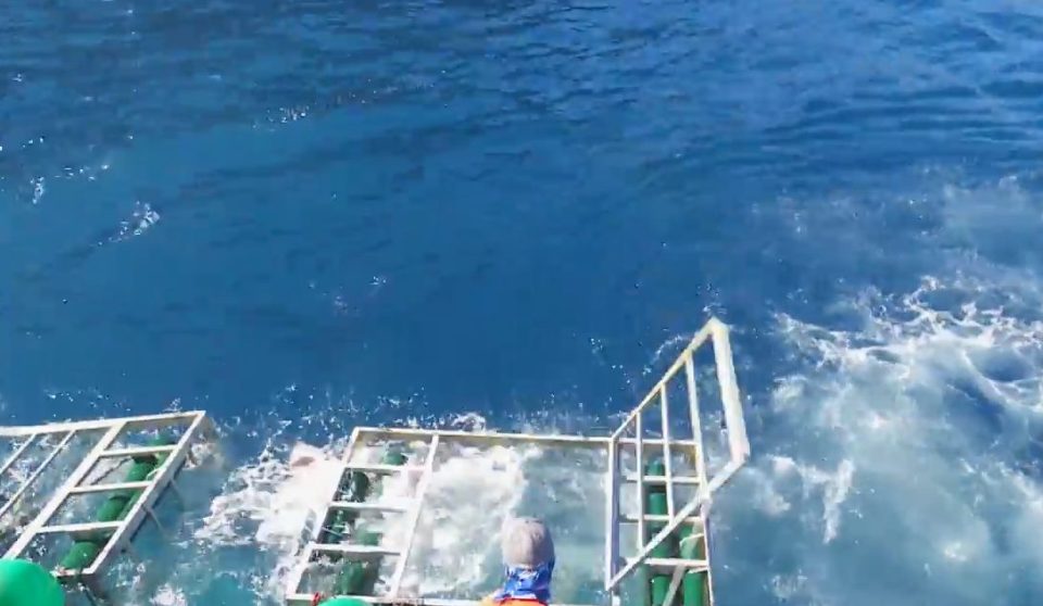 A crew member opens the hatch and the great white emerges out of the water