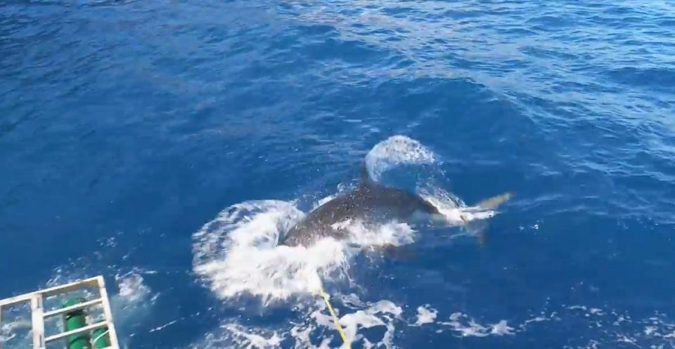 The shark lunges in for a large chunk of bait that is tied to a rope from a boat