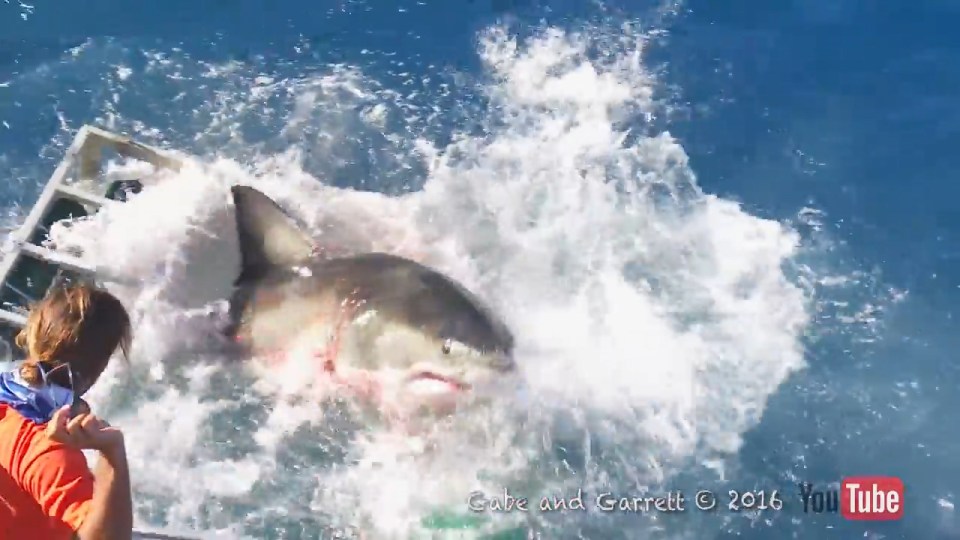 The shark thrashes back out of the cage and swims off