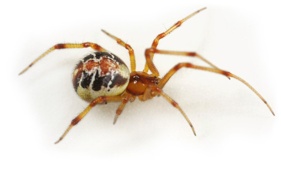 The Mothercare spider feeds her young on her decaying body