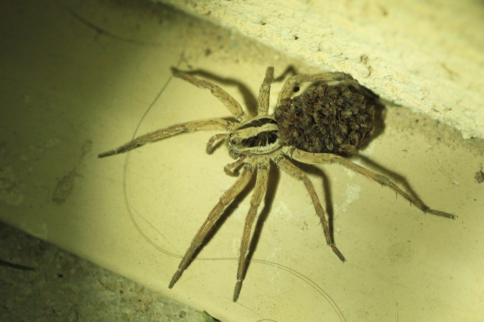 The Wolf Spider carries her babies on her back 