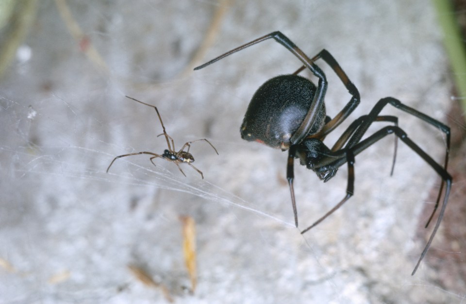 The Black Widow male insists on being devoured