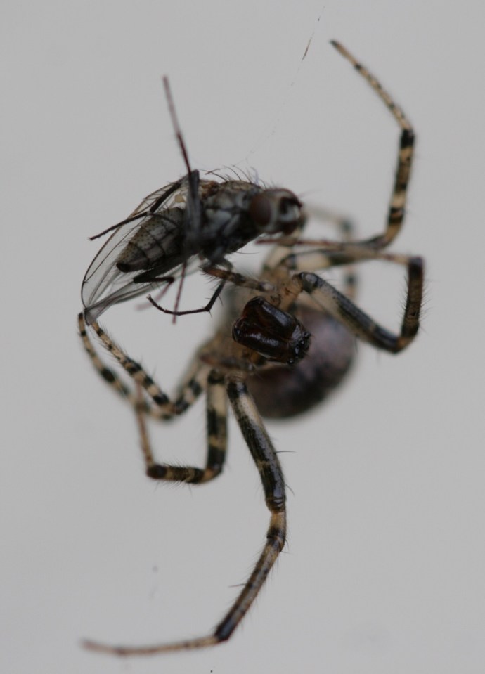 Spiders often inject digestive juices before sucking out the insides of their prey