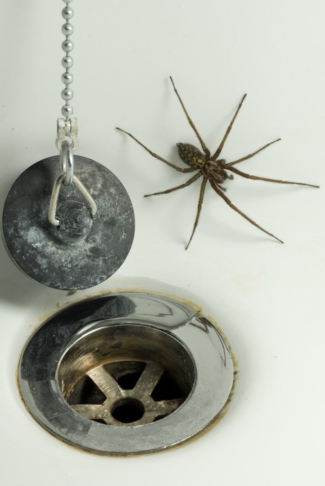 The little critters are lurking all over the house