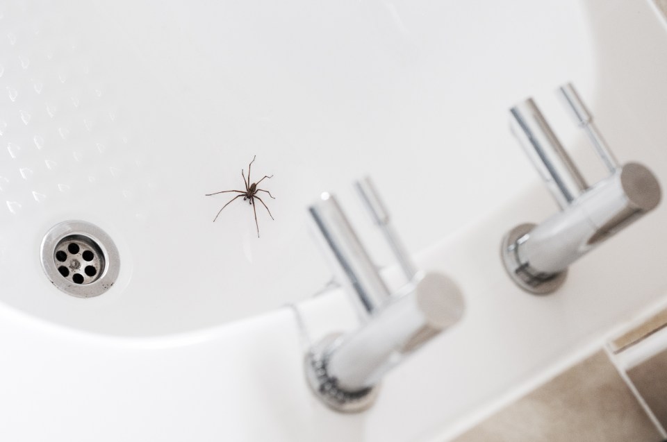 They can survive to climb back up the plughole because of the hair on their bodies