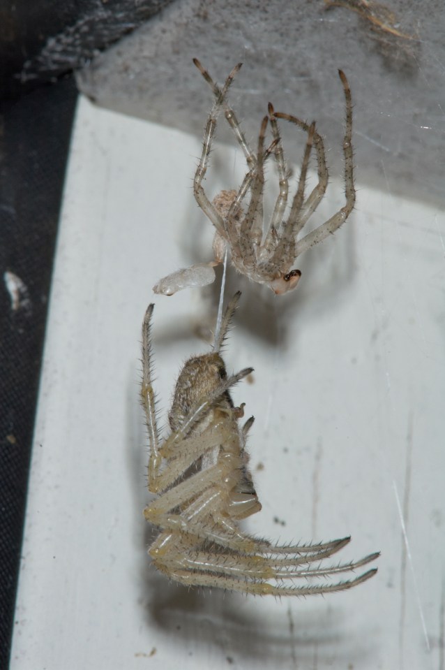 The orb Weaver sheds its skin