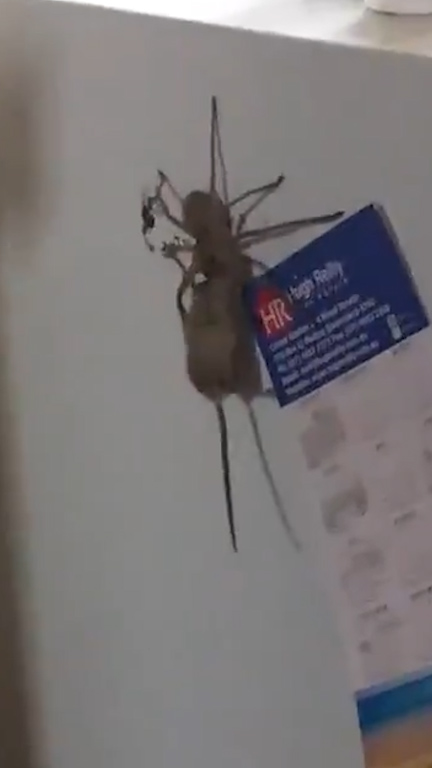He was captured clutching the mouse as he wandered across a fridge