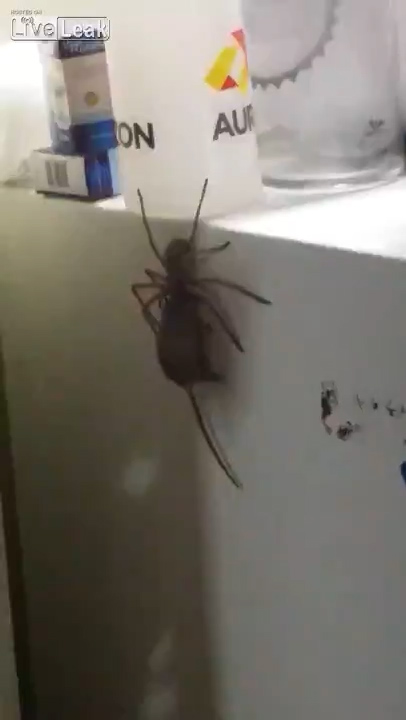 Incredibly, the spider was powerful enough to carry the rodent with its fangs