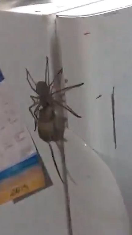 The massive huntsman spider was filmed dragging the dead mouse back to its lair