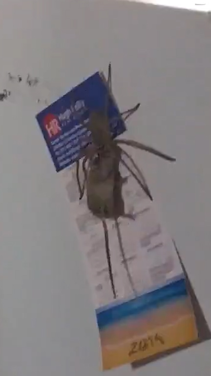 The monster huntsman spider was later nicknamed Hermie by the homeowners