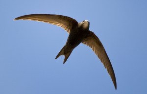 Flying Common Swift