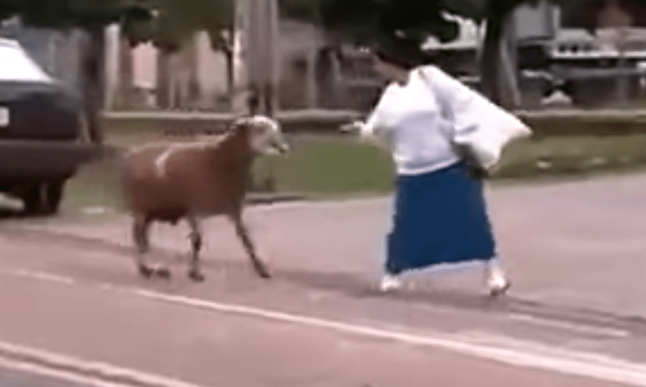 Another clip shows the sheep trying to sneak up on a woman from behind to headbutt her
