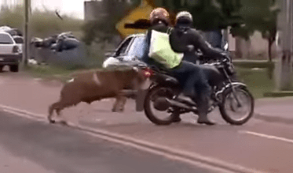 Video footage posted online shows the infamous sheep attacking people