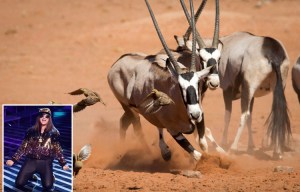 David Attenborough's Planet Earth trumped X Factor in the ratings last night – by 2.3million people
