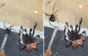 Horrifying moment two of the world's deadliest spiders - a funnel web and a redback - lock fangs