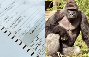 Beloved gorilla killed at Cincinnati Zoo receives '15,000 votes for the presidency'