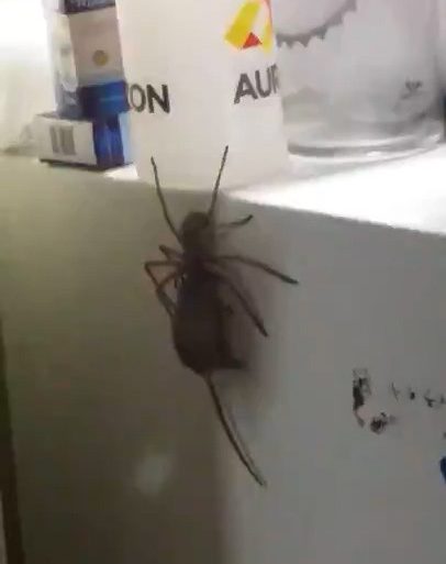 Huntsman spiders measure up to 15cm across the lags but are largely harmless to humans