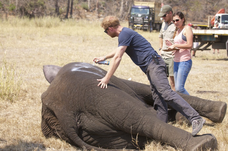 Prince Harry while he worked in Malawi during the summer 2016, with African Parks as part of an initiative involving moving some 500 elephants to a safer home